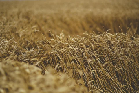 Le lyssenkisme : comment l&rsquo;idéologie soviétique a affamé la science, puis des millions de personnes