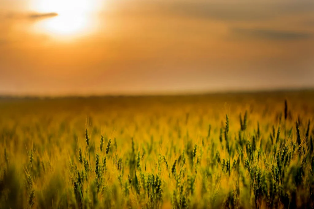 Wheat field in Ukraine, a symbol of the land whose harvests were seized during the Holodomor of 1932-1933
