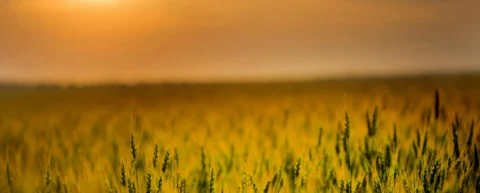 Wheat field in Ukraine, a symbol of the land whose harvests were seized during the Holodomor of 1932-1933