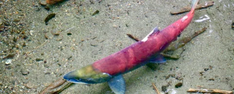 Farmed salmon fillet showing the nutritional differences compared to wild salmon