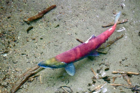 Farmed Salmon vs. Wild Salmon: What the Science Says and the Industry Does Not