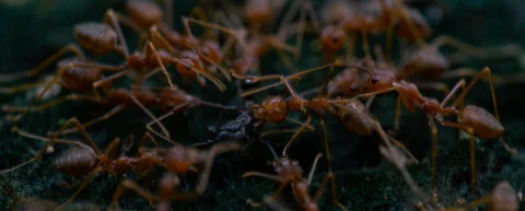Close-up of entomological warfare insects on a military-style background