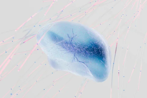 L&rsquo;effet Ozempic sur le cerveau : pourquoi le sémaglutide réduit la dépression et l&rsquo;anxiété