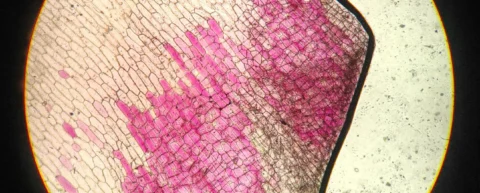 Brain neurons showing new neurons growing in adult neuroplasticity research