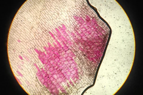 Neuroplasticité du cerveau adulte : ce que 40 ans de neurosciences prouvent vraiment