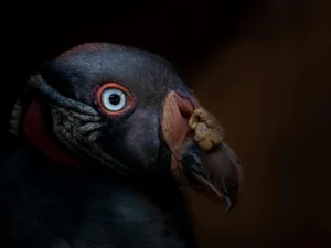 Ilustración conceptual filosófica sobre los debates de consciencia animal y definiciones a través de la historia