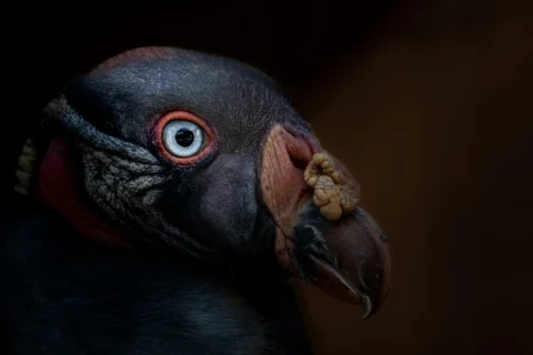 La conscience n&rsquo;est pas une invention humaine, mais sa définition l&rsquo;est