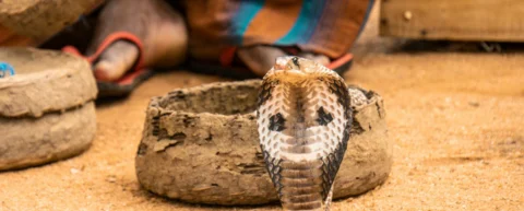 Illustration of the cobra effect showing government policy backfire