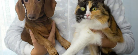 Comparison chart of spider bites versus cat and dog attacks on humans