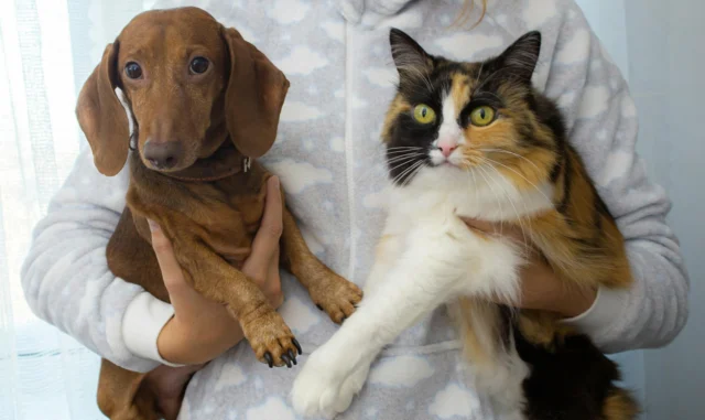 Animals that kill humans comparison featuring spider cat and dog