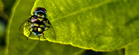 Forensic entomology specimen: blow fly used in time of death investigations