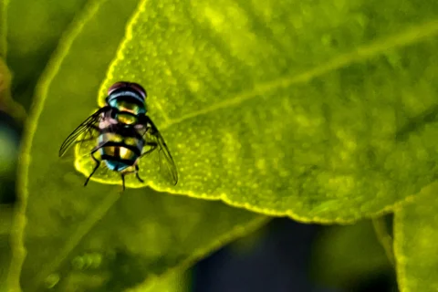 Forensische Entomologie: Wie Schmeißfliegen den Todeszeitpunkt enthüllen