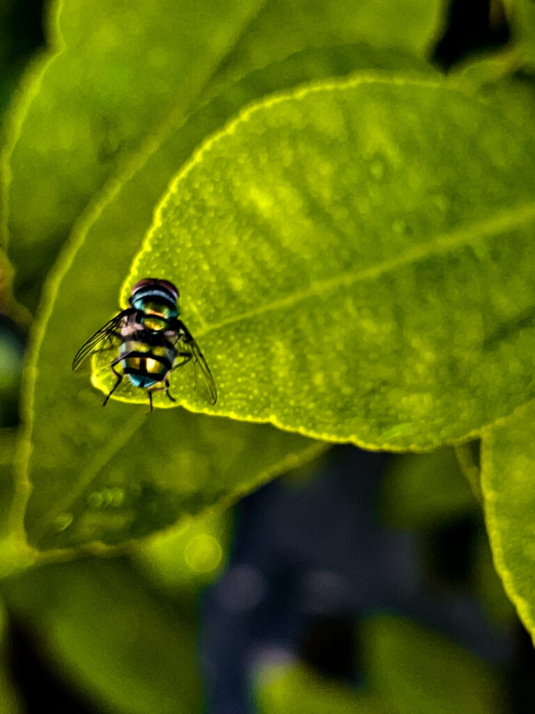 Entomologie médico-légale : comment les mouches à viande révèlent l&rsquo;heure du décès