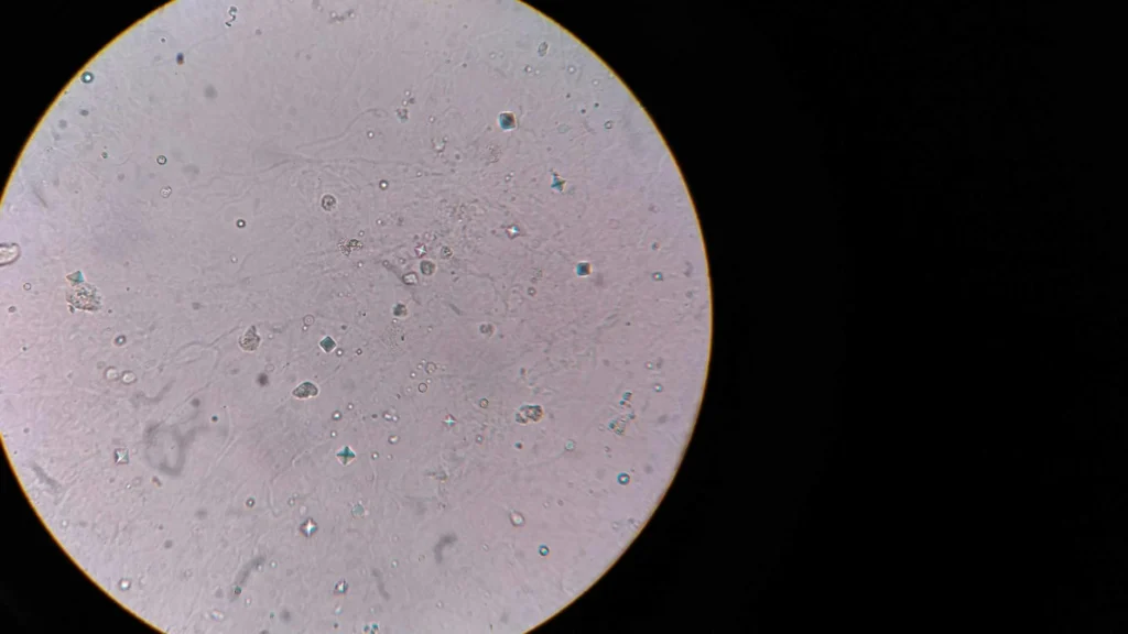 Microscope view of neurons representing brain organoid computing research