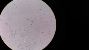 Microscope view of neurons representing brain organoid computing research