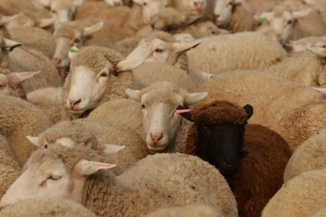 Representación visual de psicología sectaria y dinámicas de conformidad grupal