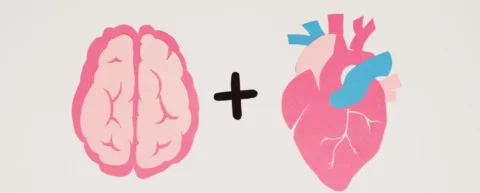 Neural connections illustrating emotion regulation neuroscience in the prefrontal cortex