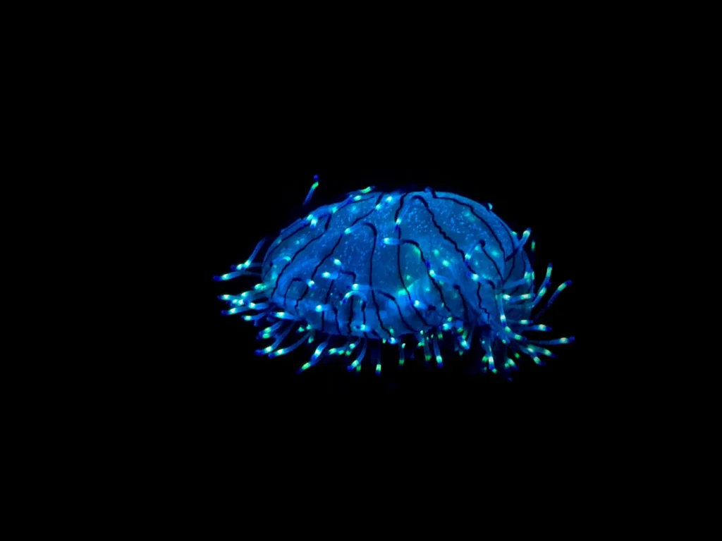 Bioluminescent jellyfish displaying animal bioluminescence in dark ocean waters