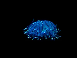 Bioluminescent jellyfish displaying animal bioluminescence in dark ocean waters