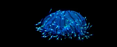 Bioluminescent jellyfish displaying animal bioluminescence in dark ocean waters