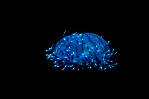 Animal Bioluminescence: 3500 Species Using Luciferin Chemistry