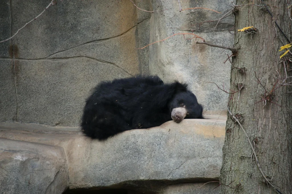 Hibernating bear demonstrating hibernation biology in winter den