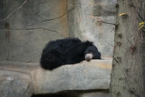 Hibernating bear demonstrating hibernation biology in winter den