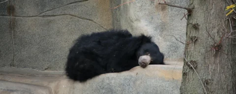 Hibernating bear demonstrating hibernation biology in winter den