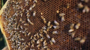 Honeybee workers on honeycomb illustrating bee colony collapse dynamics