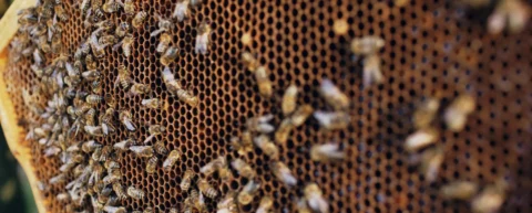 Honeybee workers on honeycomb illustrating bee colony collapse dynamics