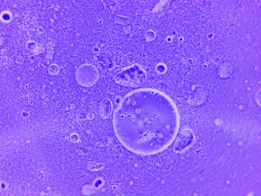 Microscopic view of immune cells illustrating immunological memory mechanisms