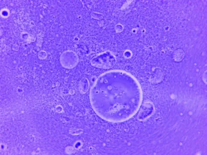 Microscopic view of immune cells illustrating immunological memory mechanisms