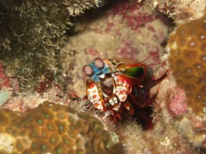 Mantis shrimp eye showing animal color vision complexity