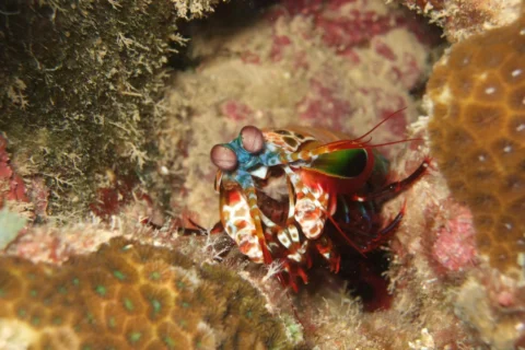 The Biology of Color Vision: Why Some Animals See What We Cannot