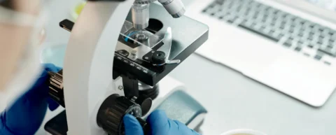 Microscopic view of gut microbiome probiotics showing bacterial cultures in laboratory setting