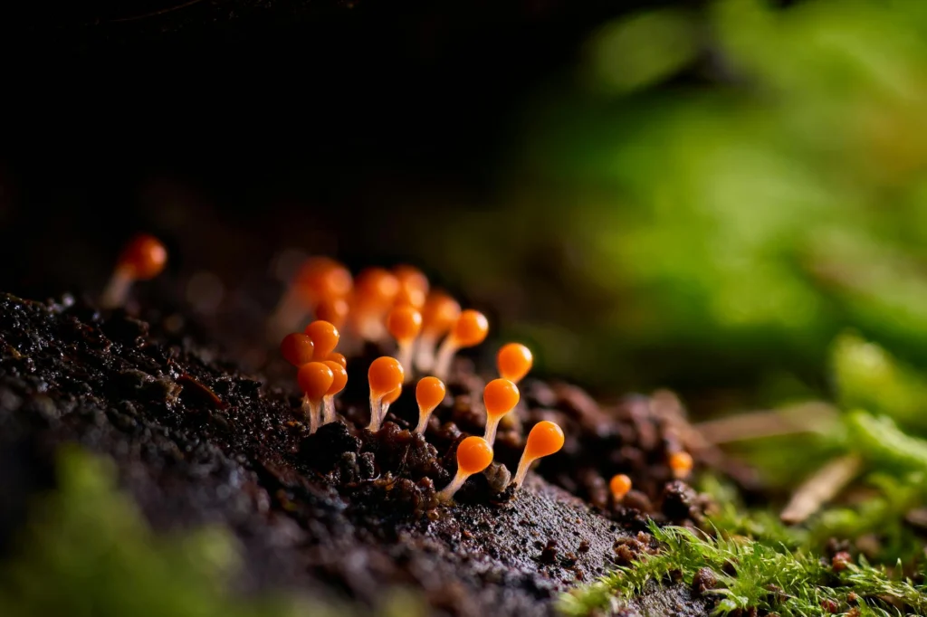 Macro photograph showing mushroom spore dispersal from gill structures