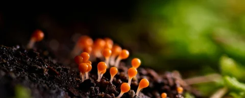 Macro photograph showing mushroom spore dispersal from gill structures