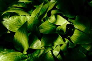 Green plant leaves capturing sunlight for photosynthesis biology processes