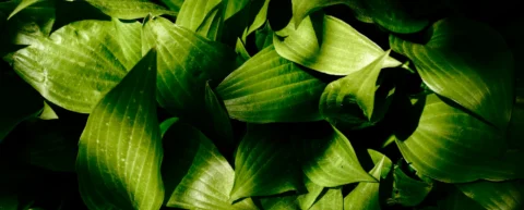 Green plant leaves capturing sunlight for photosynthesis biology processes